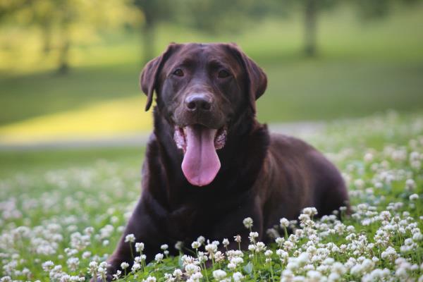 /Images/uploads/Four Footed Friends/FourFootedFriends/entries/18307thumb.jpg